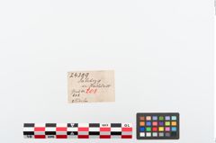 Etiketten zu Bronzebrillenfibel (NHMW-PRAE-024309)